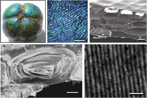 Harvard fibres 1
